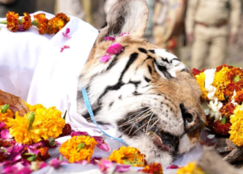 तिची डरकाळी आता कधीच ऐकू येणार नाही! नॅशनल पार्कच्या ‘त्या’ लाडक्या वाघिणीने अचानक कसा घेतला निरोप?