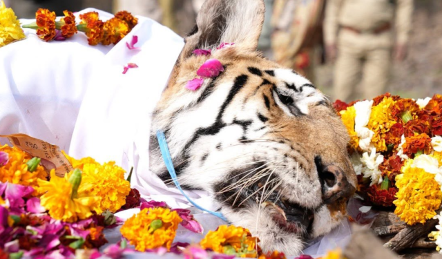 तिची डरकाळी आता कधीच ऐकू येणार नाही! नॅशनल पार्कच्या ‘त्या’ लाडक्या वाघिणीने अचानक कसा घेतला निरोप?